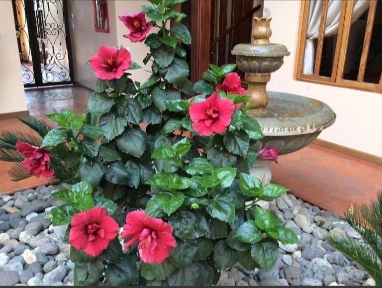 Casa Hibiscus Boutique Hotel Куэнка Экстерьер фото